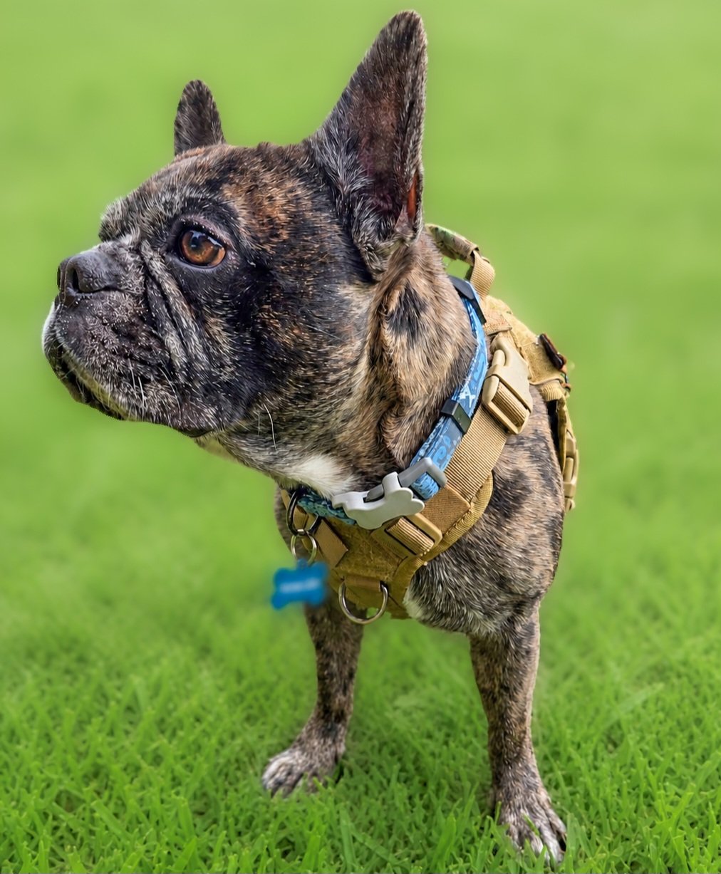 Scoop Brigade mascot, a Merle brindle French bulldog in a tactical vest